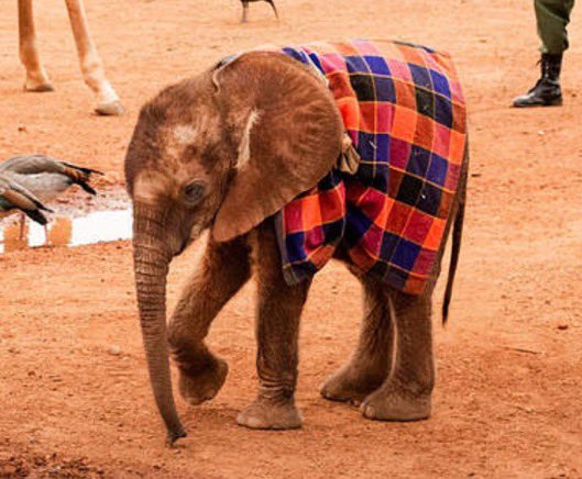 Toto the Baby Elephant